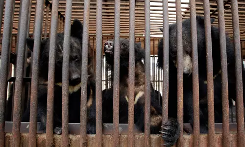 South Korea to End Bear Breeding, Bile Harvesting