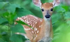Hyderabad: Illegal Sale of Deer Meat Busted In Attapur