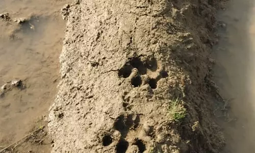 300 KM And Still Going Wandering Tiger Adds Karimnagar District To Its Travel Diary