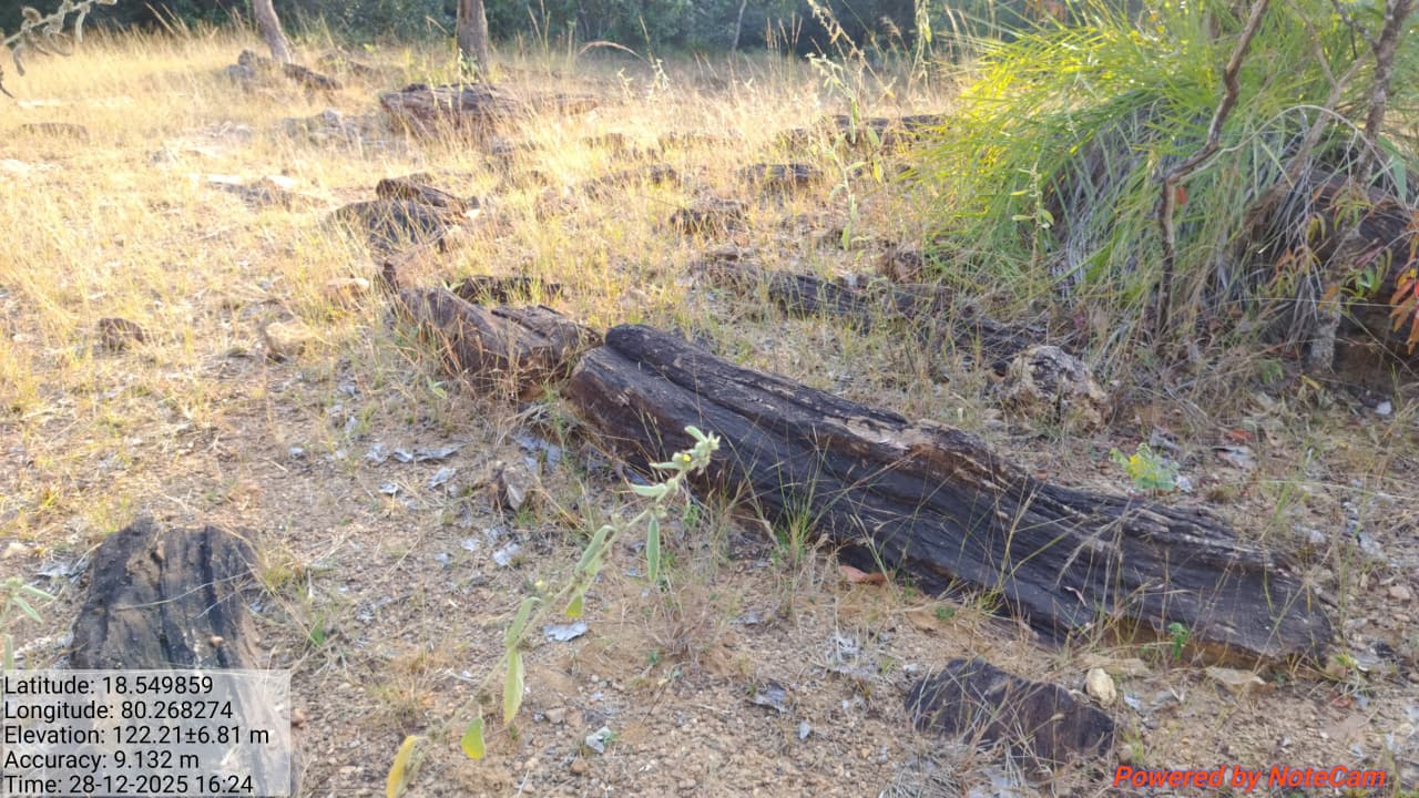 160-Year-Old Fossil Wood Found in Godavari Basin