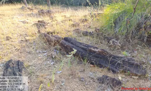 Fossil Wood Unearthed in Godavari Basin