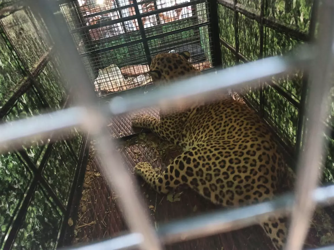 Man-Leopard Conflict Up In Tumakuru Man-Leopard Conflict Up In Tumakuru