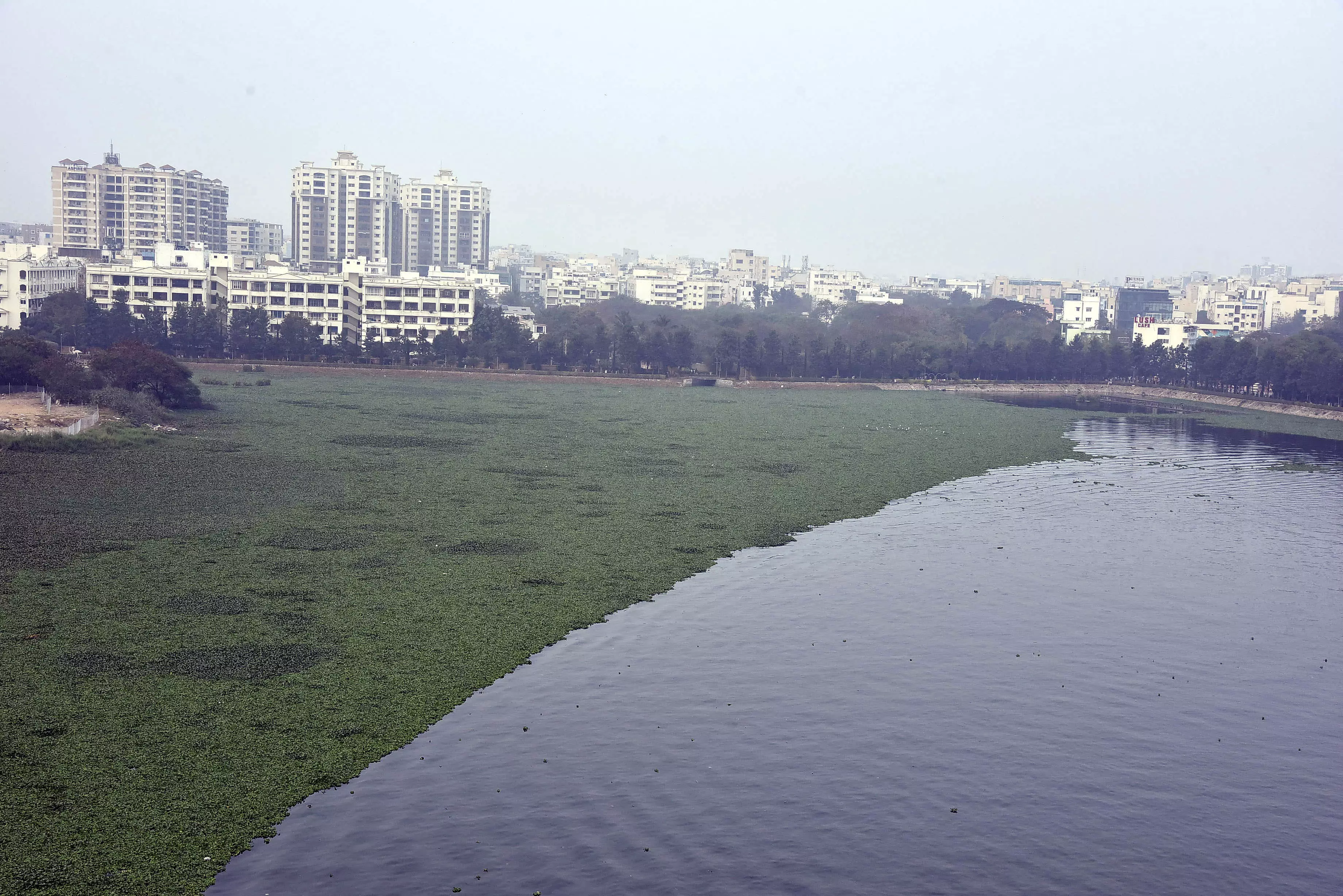 Hyacinth Eclipses Durgam Cheruvu’s Tourist Appeal
