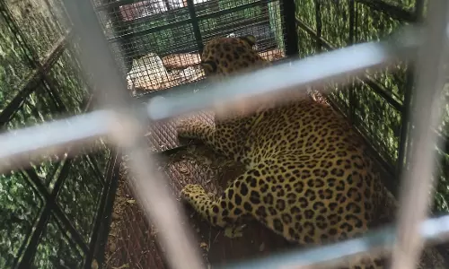Man-Leopard Conflict Up In Tumakuru