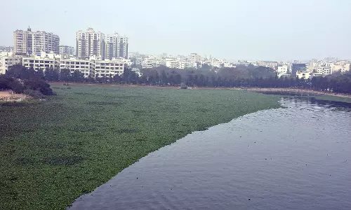 Hyacinth Eclipses Durgam Cheruvu’s Tourist Appeal Hyacinth Eclipses Durgam Cheruvu’s Tourist Appeal
