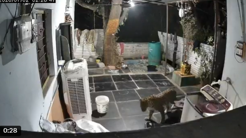Leopard Spotted Near Patalaganga Path at Srisailam Temple