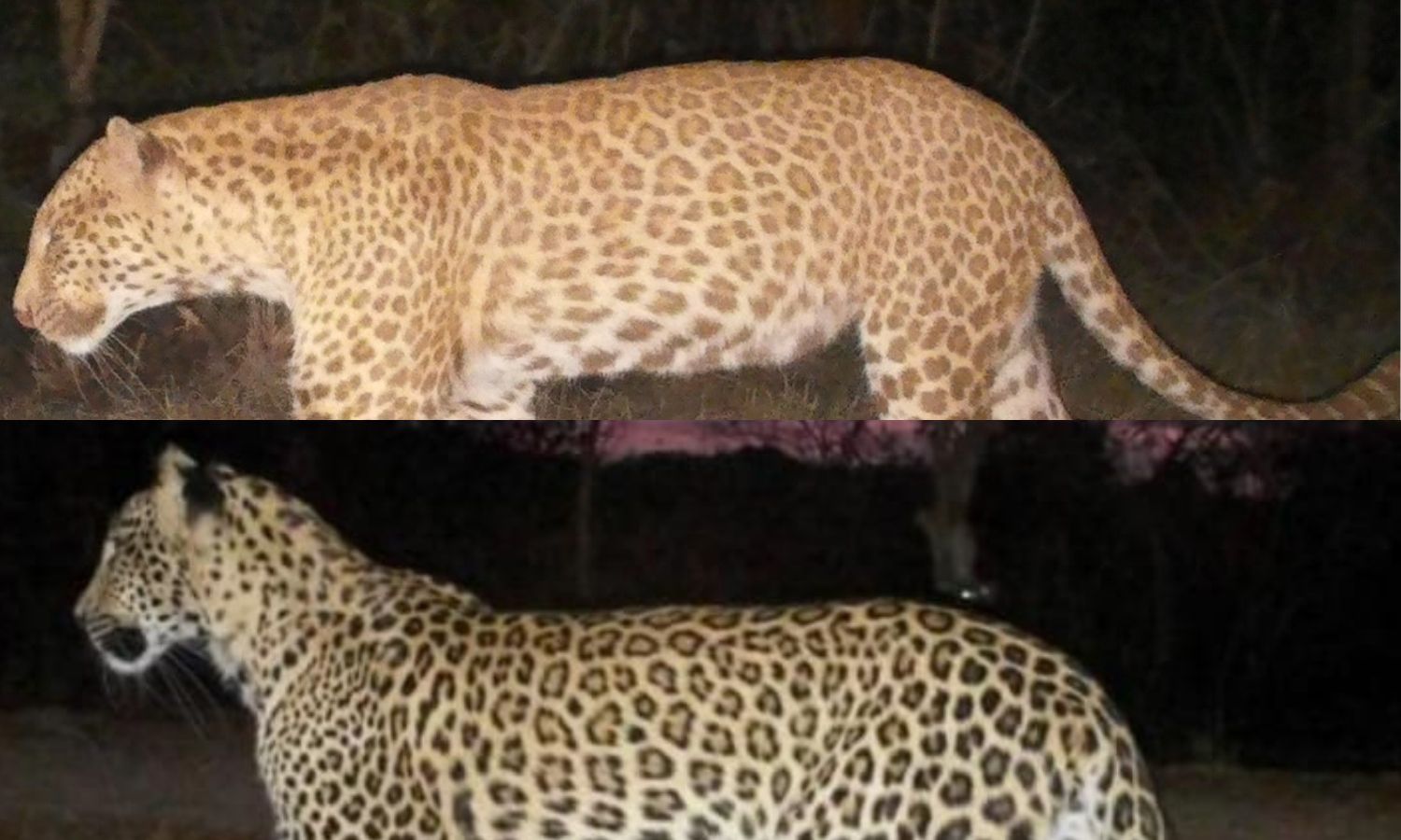 Karnataka Records Rare Sandalwood Leopard
