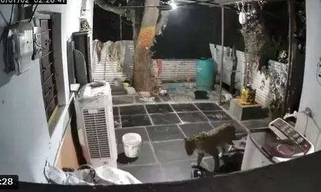 Leopard Sighting at Patalaganga Puts Officials on Alert Leopard Sighting at Patalaganga Puts Officials on Alert