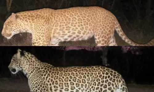 Karnataka Records Its First Ever Ultra Rare Colour Morph Leopard In The Wild