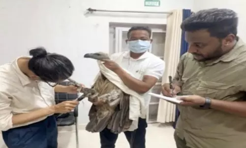 Chhattisgarh: “Vulture Restaurants” boost Conservation Of Scavenger Birds In Chhattisgarh Reserve