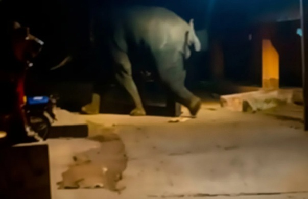 Lone Elephant Sparks Panic in Odisha Village