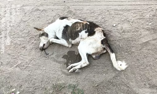 Outrage Over Mass Killing Of 50 Stray Dogs In Dharmapuri