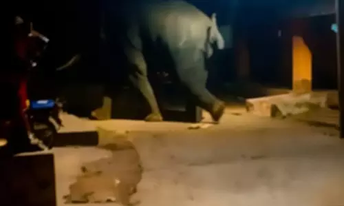Lone Elephant Strays Into Odisha Village, Sparks Night-Long Panic