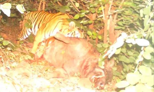 Tiger Movement Curbs Crop Damage in Boath