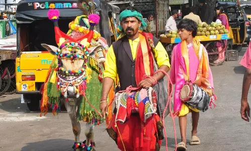 Sankranti Sambaralu Begin in Godavari Villages