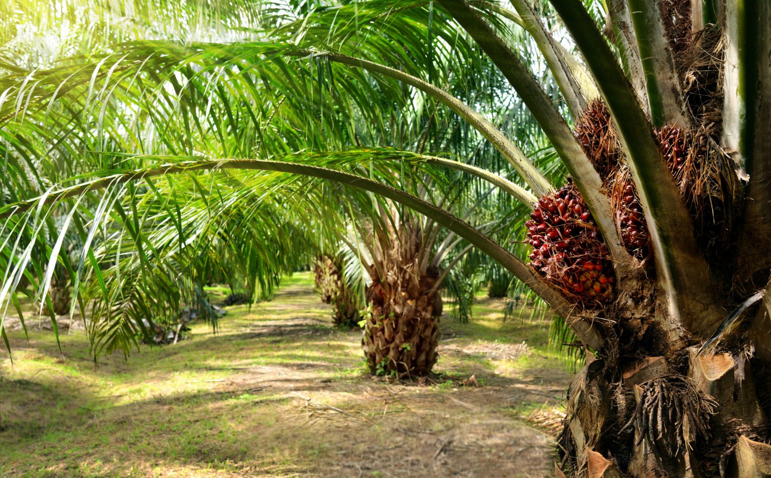 Farmers in Sircilla Shift to Oil Palm