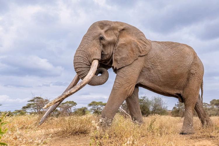 Kenya Mourns Beloved 'Super Tusker' Elephant Craig