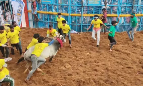 63 Bull-Tamers Injured in Pudukkottai Jallikattu Event