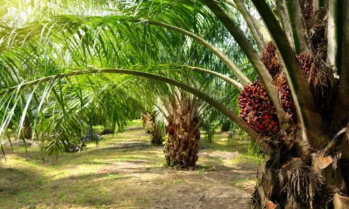Sircilla Farmers Shift to Oil Palm Cultivation