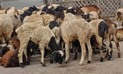 Telangana: Illegal Cattle Blood Racket Busted Telangana: Illegal Cattle Blood Racket Busted