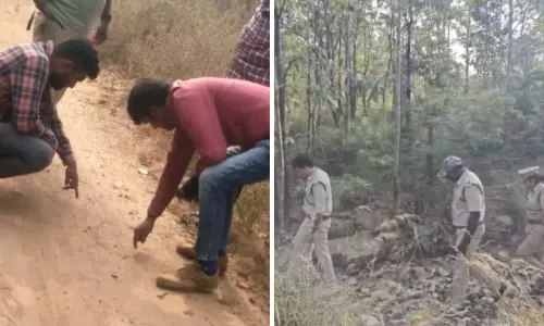 Tiger Sighting Triggers Panic in Mahbubabad Villages