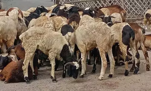 Illegal Cattle Blood Extraction Racket Busted in Rampally Illegal Cattle Blood Extraction Racket Busted in Rampally