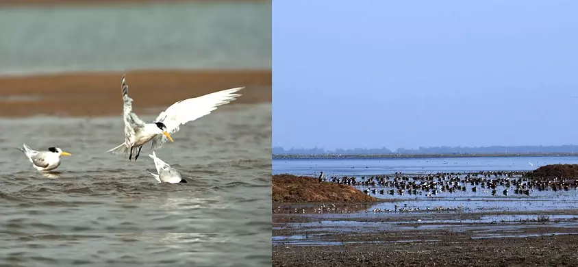 Odisha’s Picturesque Chilika Lake Now Comes Alive With Migratory Birds Odisha’s Picturesque Chilika Lake Now Comes Alive With Migratory Birds