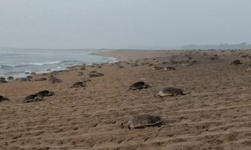 Guided By Earth’s Invisible Map: How Olive Ridley Turtles Find Their Way Back To India’s Shores