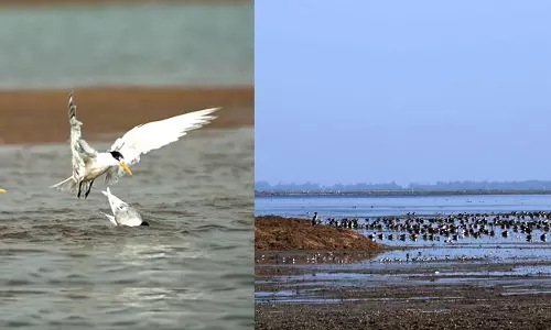 Odisha’s Picturesque Chilika Lake Now Comes Alive With Migratory Birds