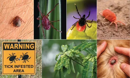 Genomic Study Solves Mite-Tick Evolution Puzzle