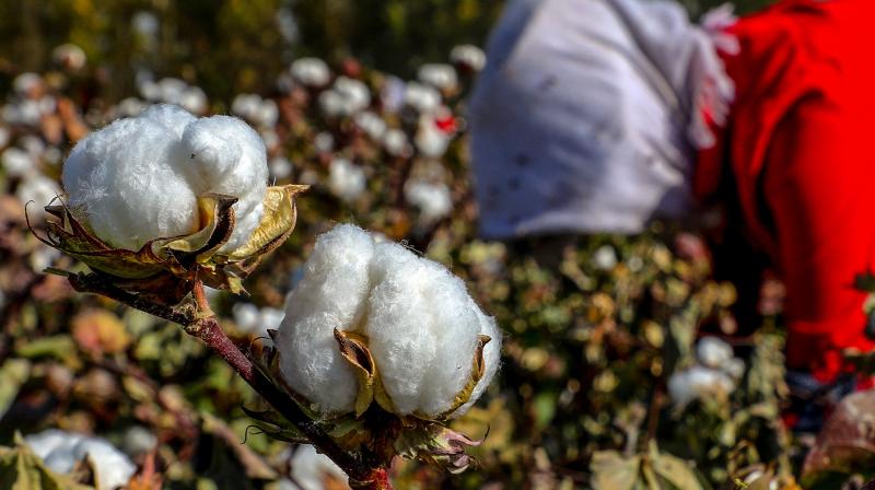 Government Intensifies Crackdown On Spurious Cotton Seed Sellers Amid farmers' Crisis