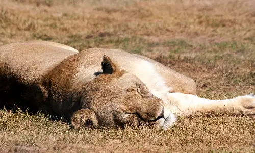 24-Year-Old Asiatic Lioness Bigo Dies at Vizag Zoo
