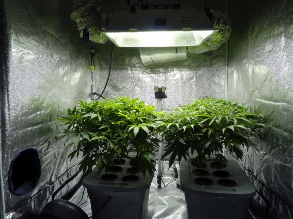 Marijuana Seizures at Indian Airports