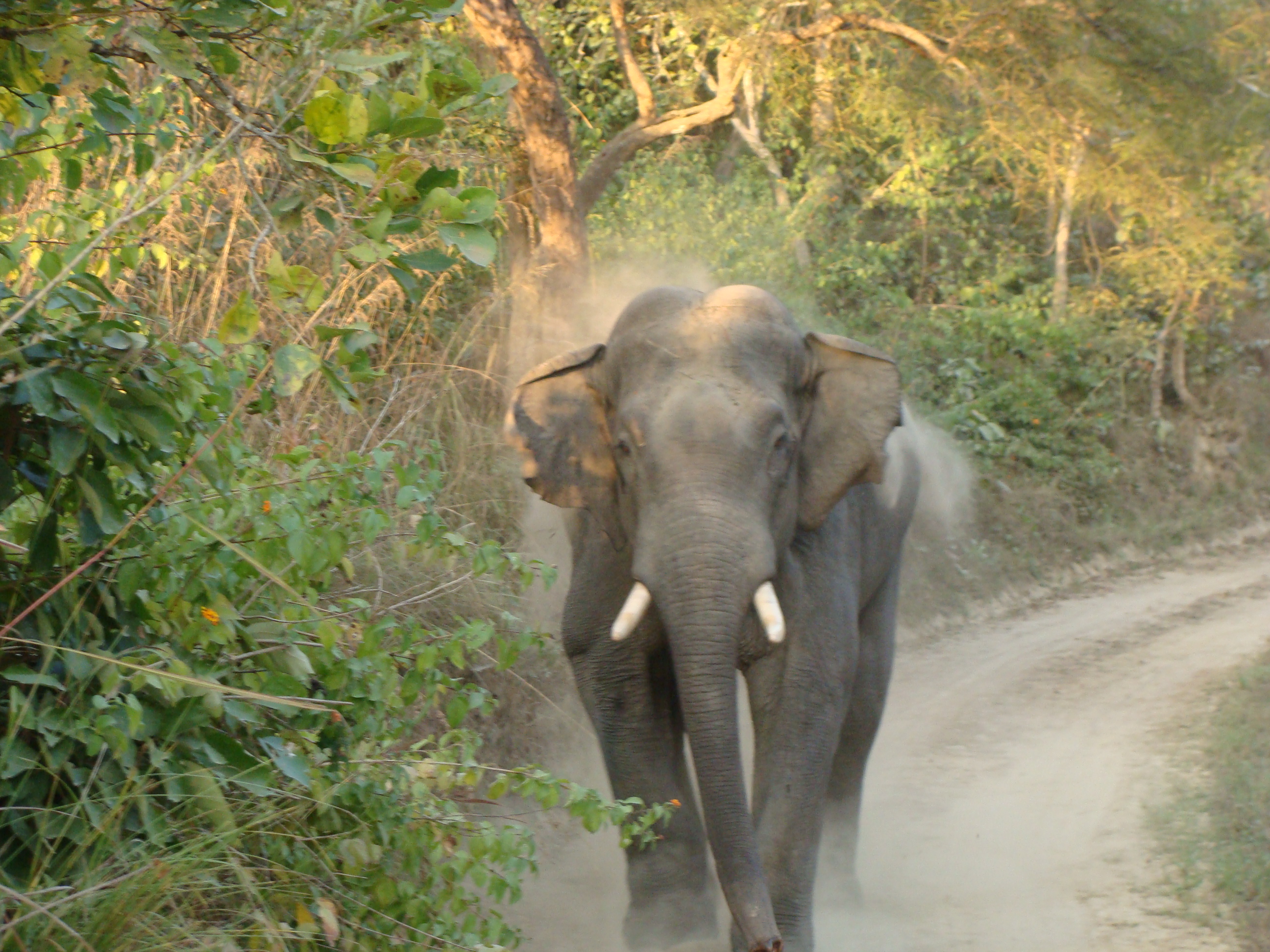 Corbett National Park Bans Smartphones During Safaris