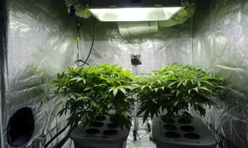 14 Cr Worth Ganja Seized at Shamshabad Airport, Two Held