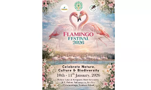 Pulicat Lake Environs Ready for 2-Day Flamingo Festival From Today