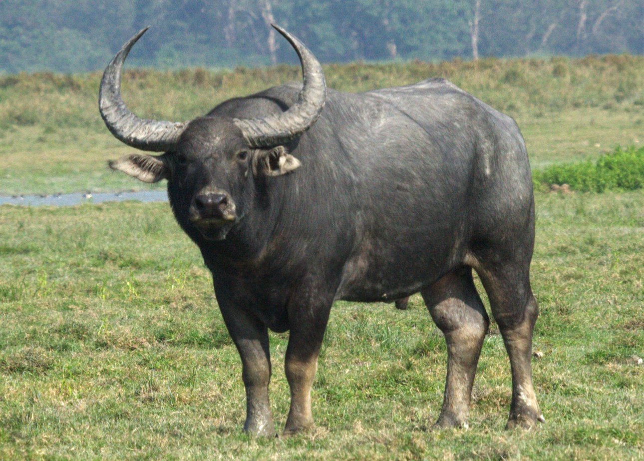Madhya Pradesh to Reintroduce Wild Water Buffaloes