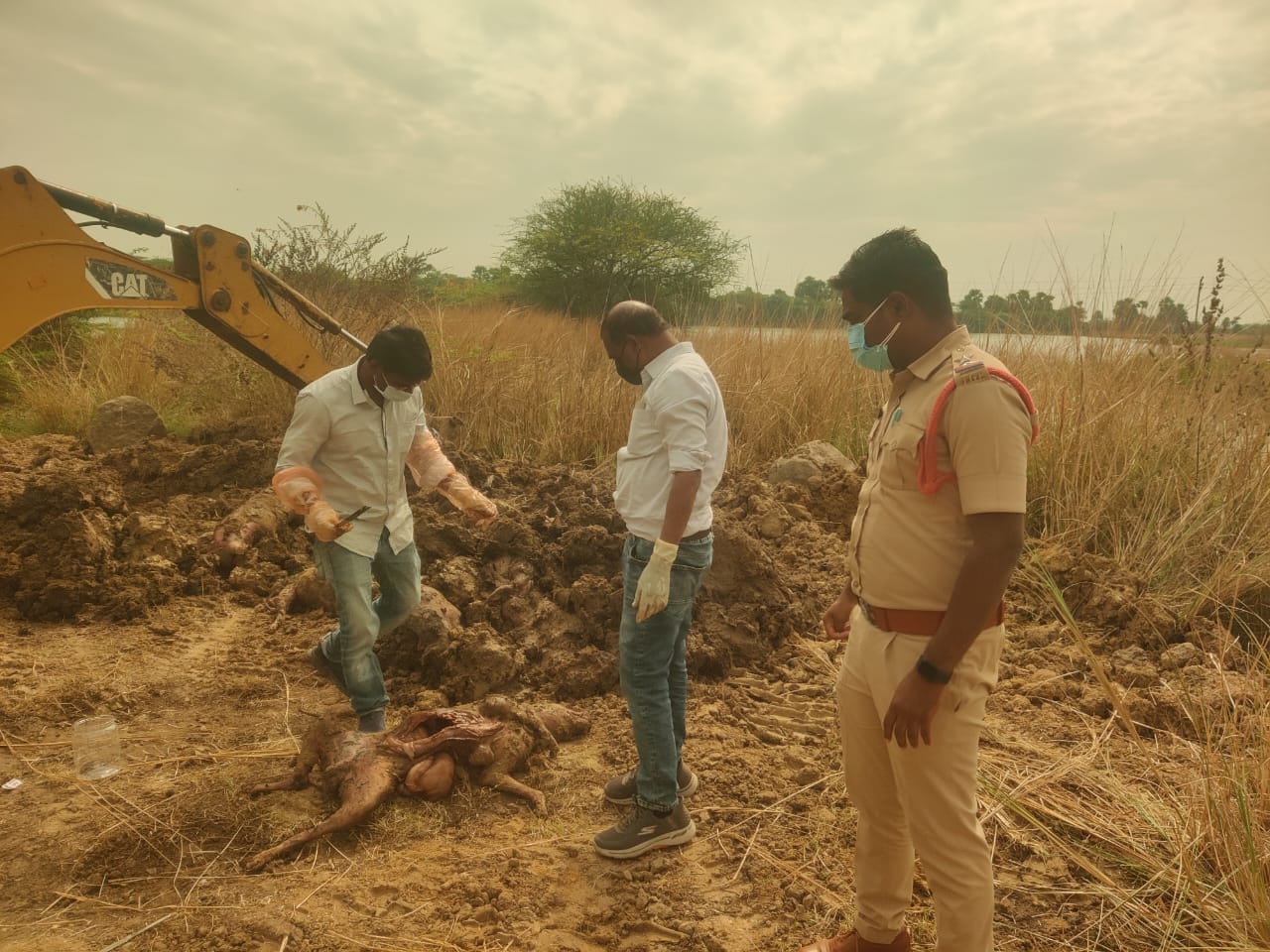 300 Stray Dogs Killed in Telangana Villages