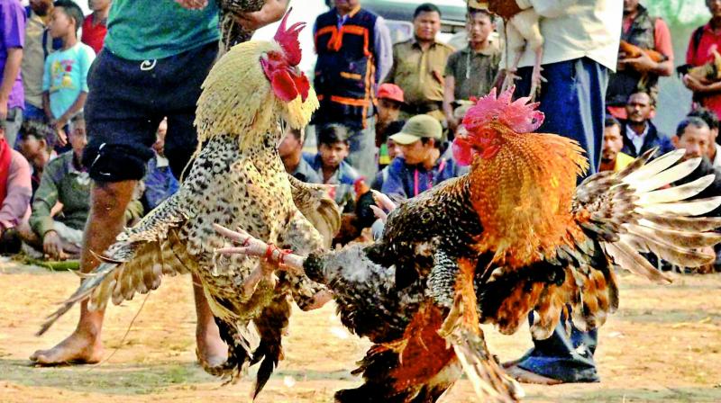 Sankranti Sambaralu Festival Begins