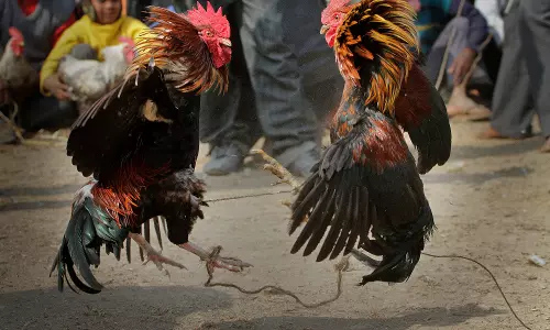 Sankranti Cockfights in AP: Rooster Training, Kukkuta Sastra Beliefs and the Gambling Boom