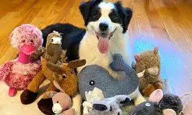 Some Dogs Can Expand Their Vocabulary By Eavesdropping On Their Owners