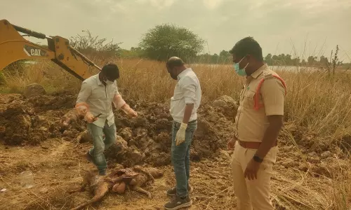 300 Stray Dogs Poisoned to Death in Hanamkonda Villages, Sarpanches, Officials Booked