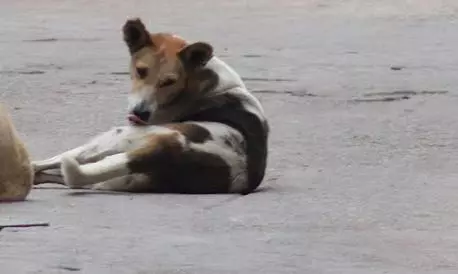 Fish Skin Graft Saves Dog