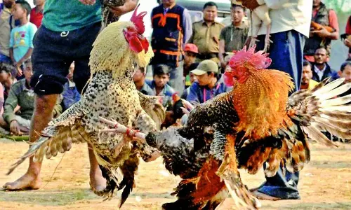 Sankranti Sambaralu To Be Held From Today