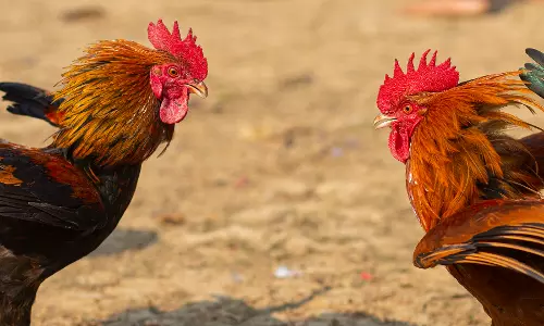 Elaborate Arrangements for Sankranthi Cockfight in Andhra