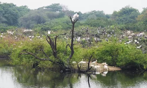 Industry Joins Hands at Flamingo Festival to Conserve Pulicat Lake