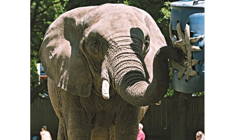 Human-Wildlife Conflict on the Rise in India