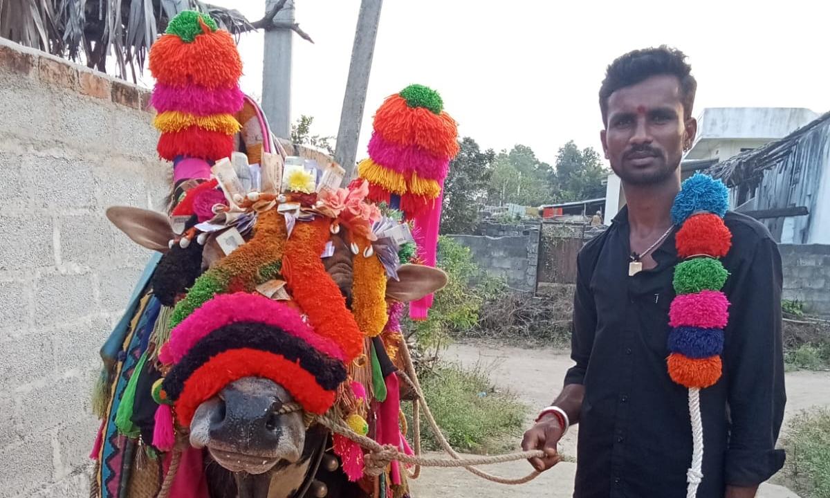 Declining Tradition: Sankranti Bulls Face Extinction