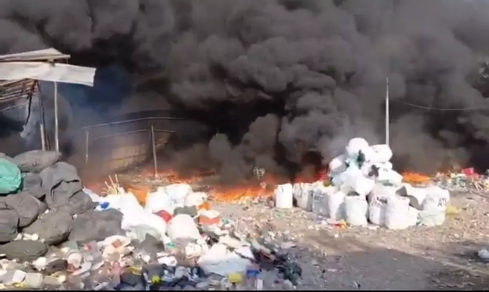 Stray Dog Feud Pushes Woman To Brink Stray Dog Feud Pushes Woman To Brink