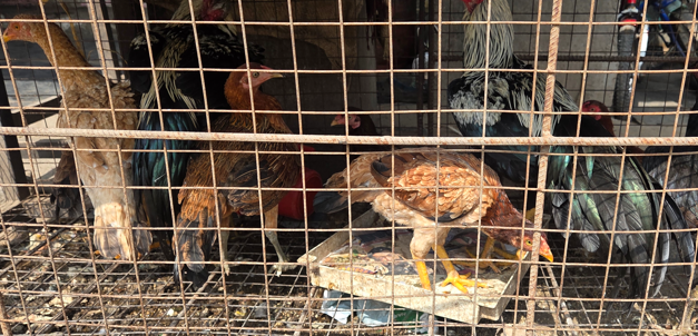 Country Chicken Prices Surge Before Sankranti